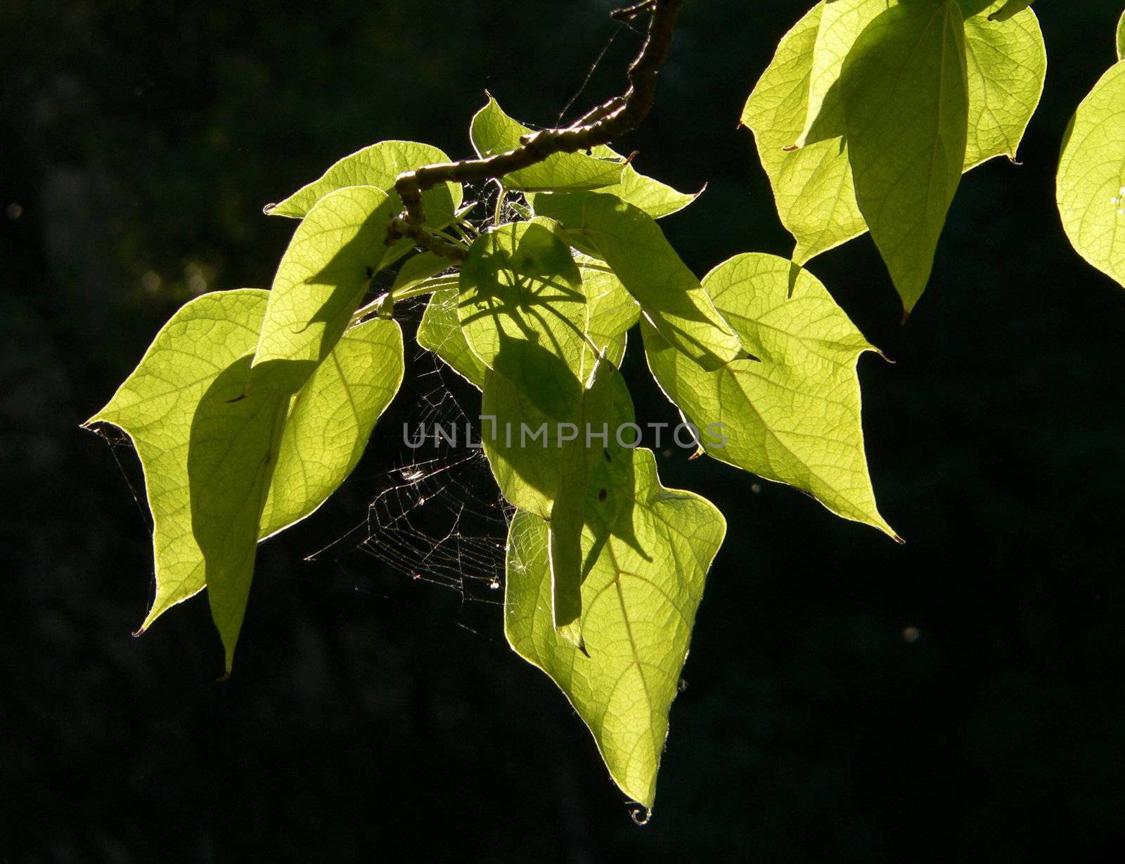 Green leafs by ichip