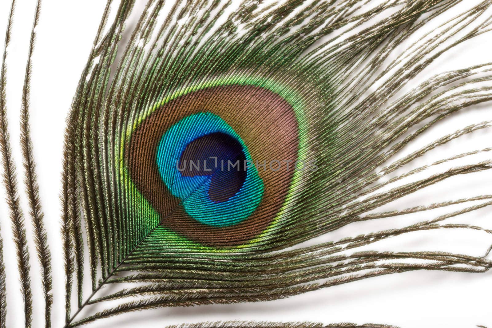 Peacock plume close up