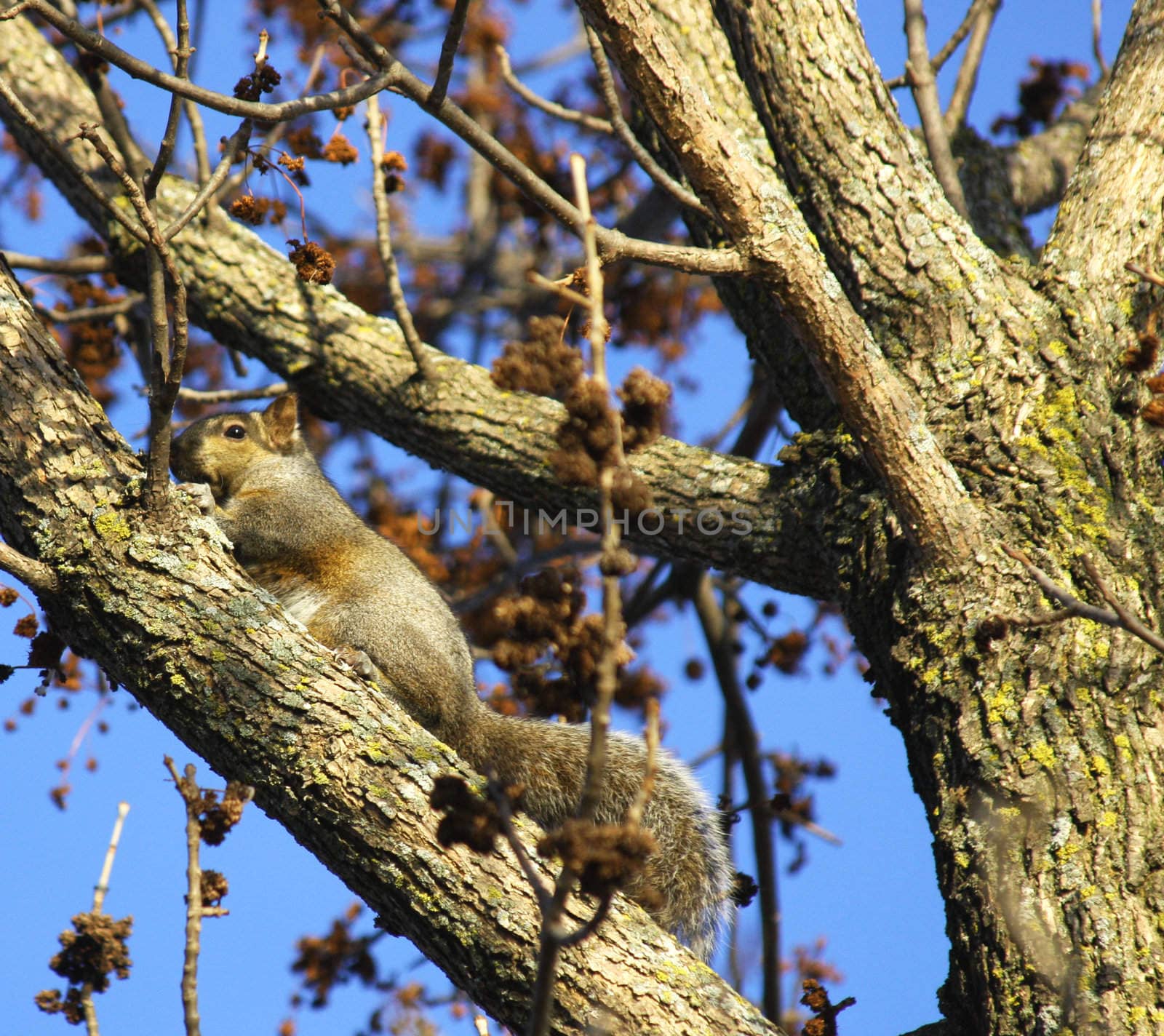 Eastern grey squirrel on a tree limb against a blue sky