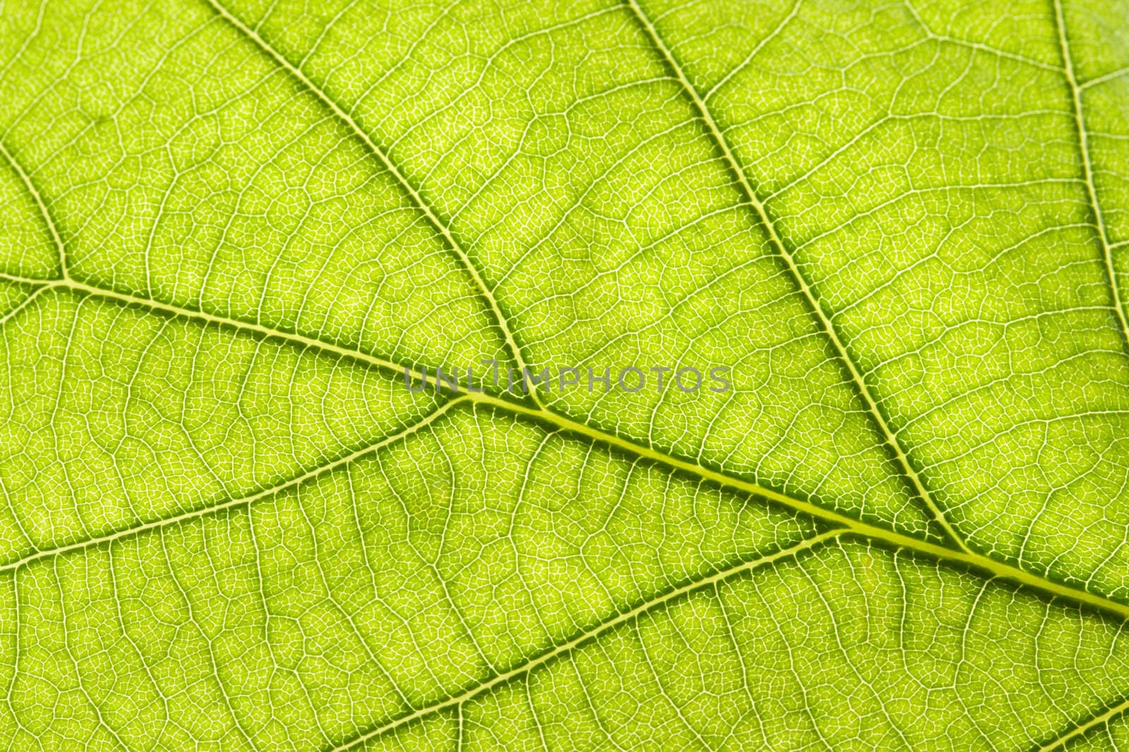 Green leaf close up