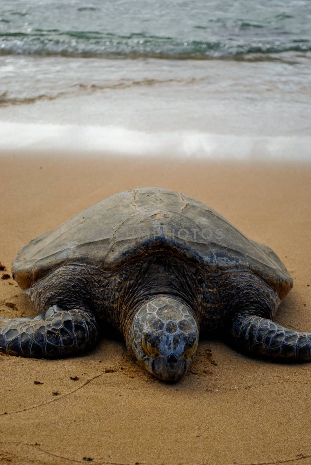 Endangered sea turtle soaking up the sun on a beach on Oahu, Hawaii.