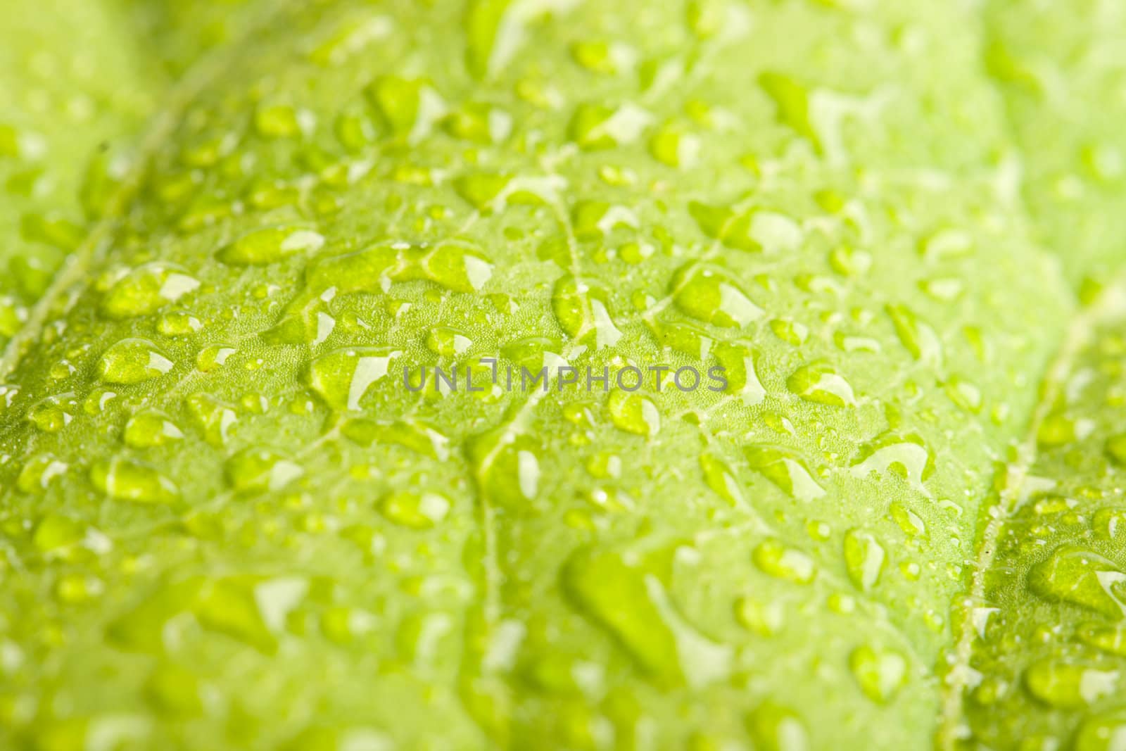 Green leaf with water droplets macro - shallow depth of field