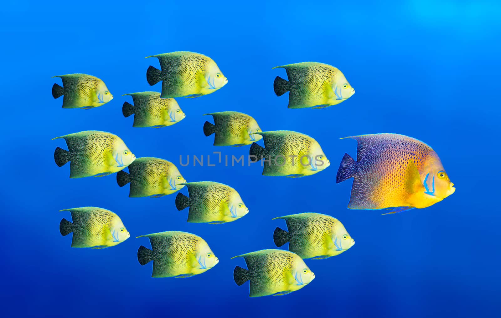 Leadership concept - big fish leading school of tropical fishes