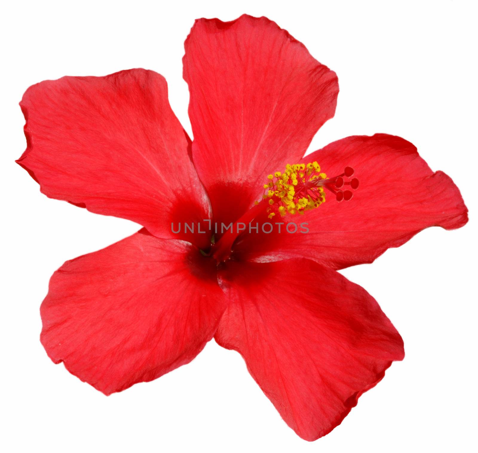 Detail of a red hibiscus blossom isolated 