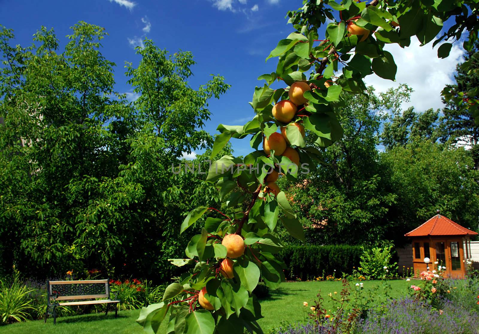 Garden with branch full of apricots in the middle, bench in the right and small gazebo in the right - all surrounded by trees and flowers