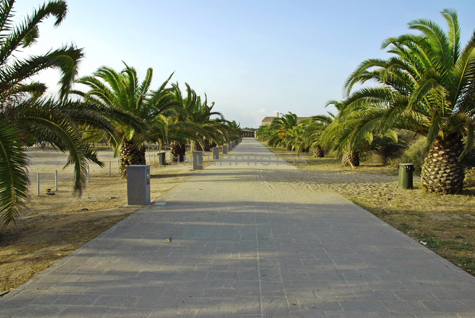 Road with palms near the sea on Sardinia