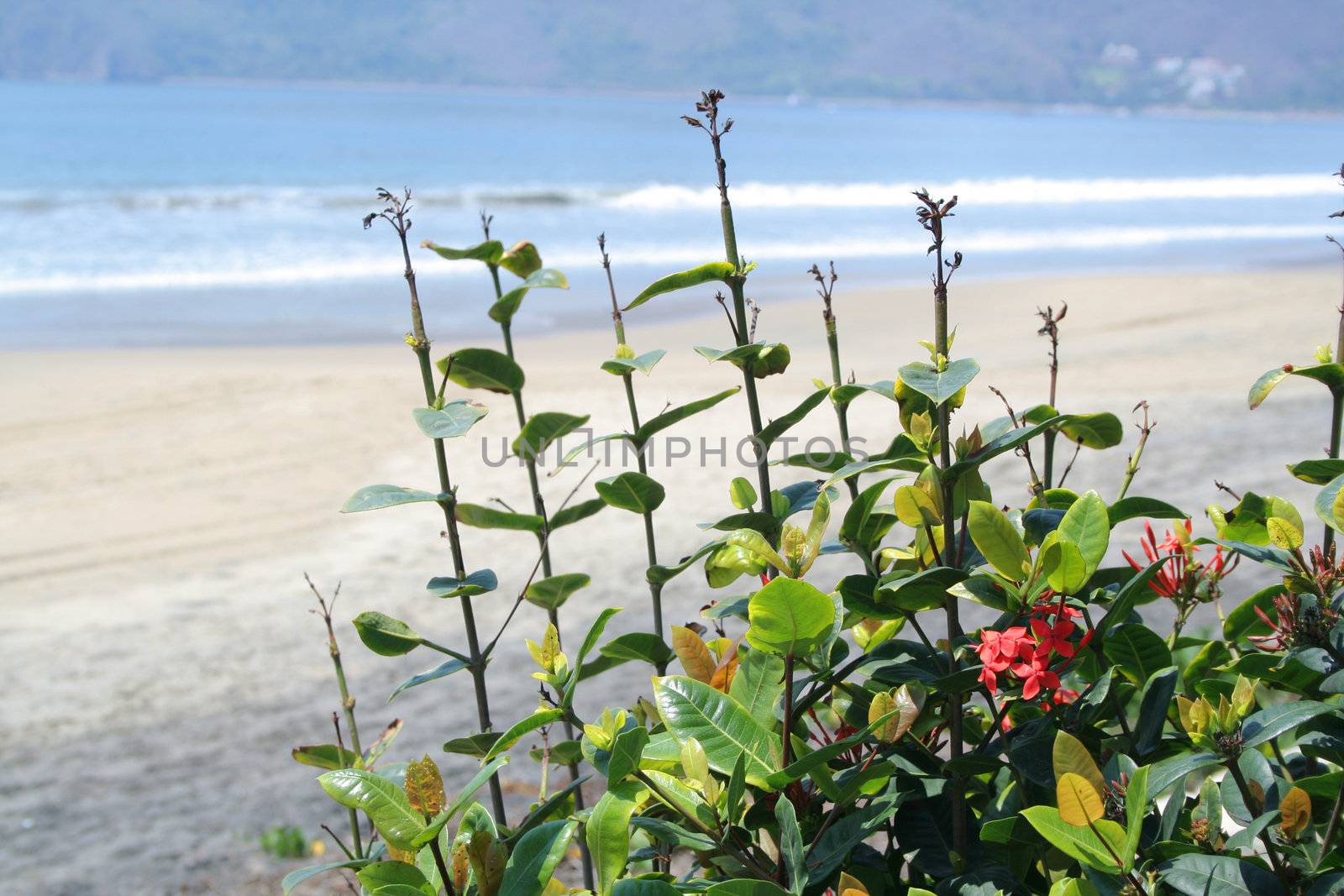 Flowers in front of beach with waves