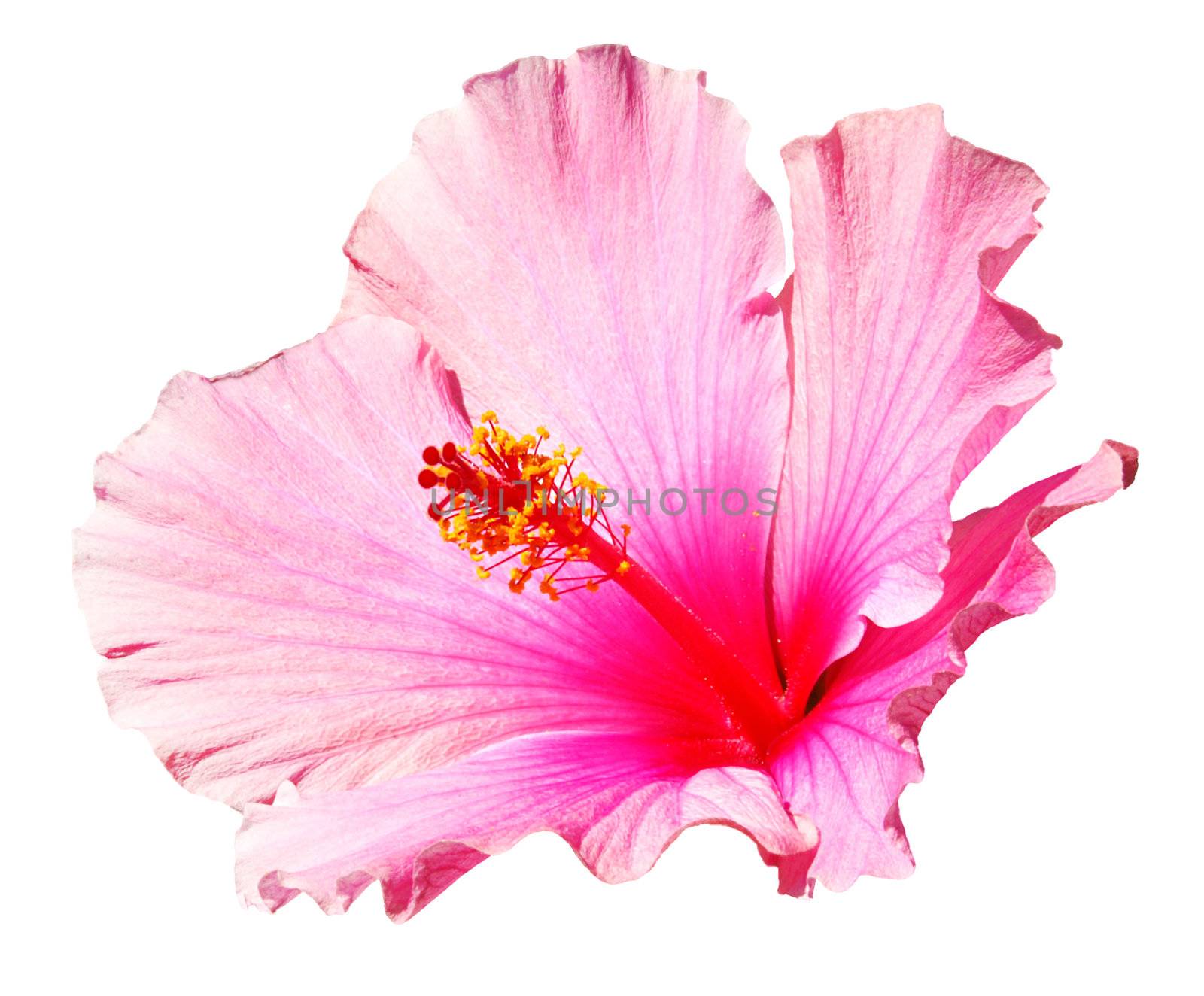 Pink hibiscus by fyletto