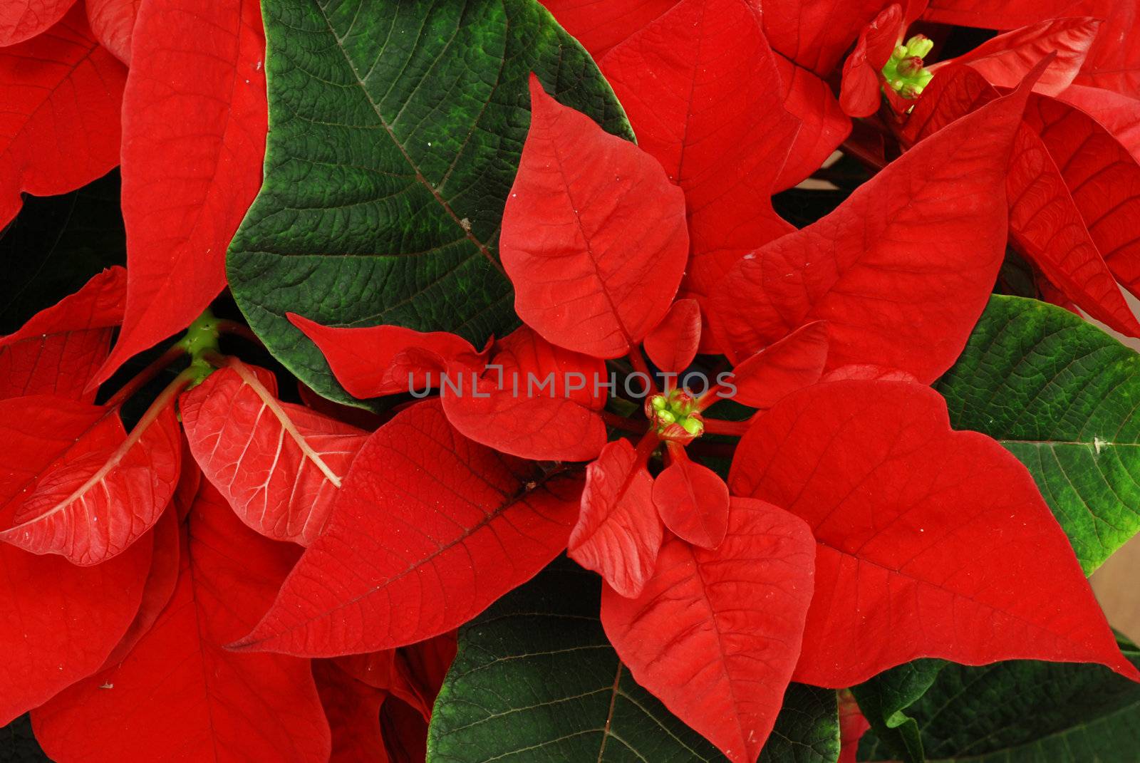 Red Poinsettia with green leaves - christmas flower
