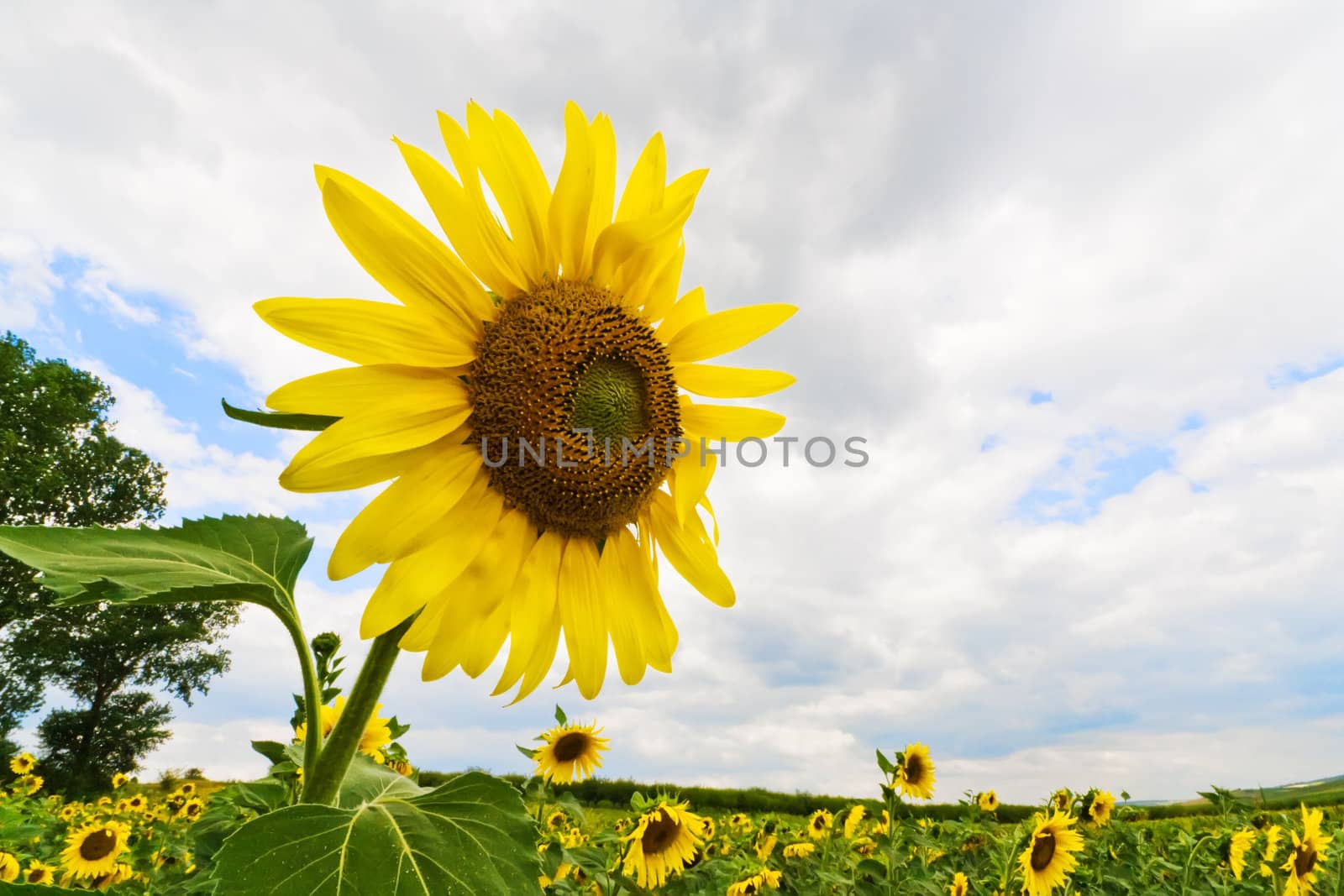Blossoming sunflower on cloudy sky by lmeleca