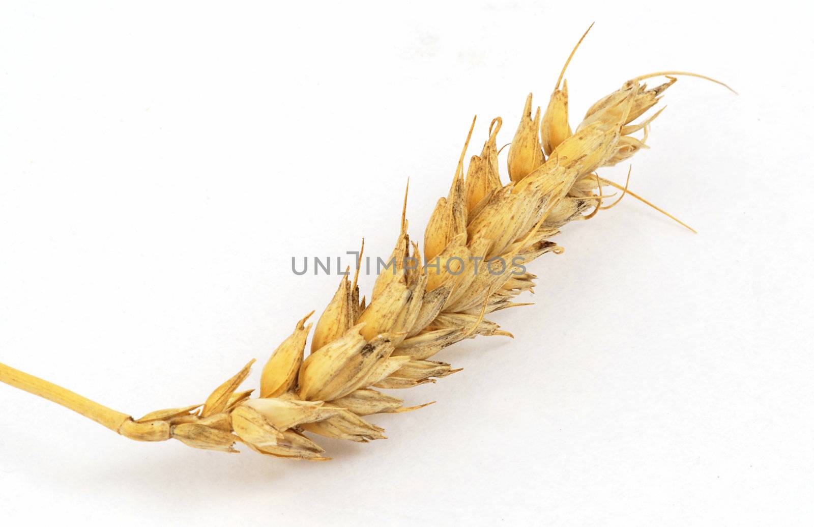 Wheat ear isolated on the white background
