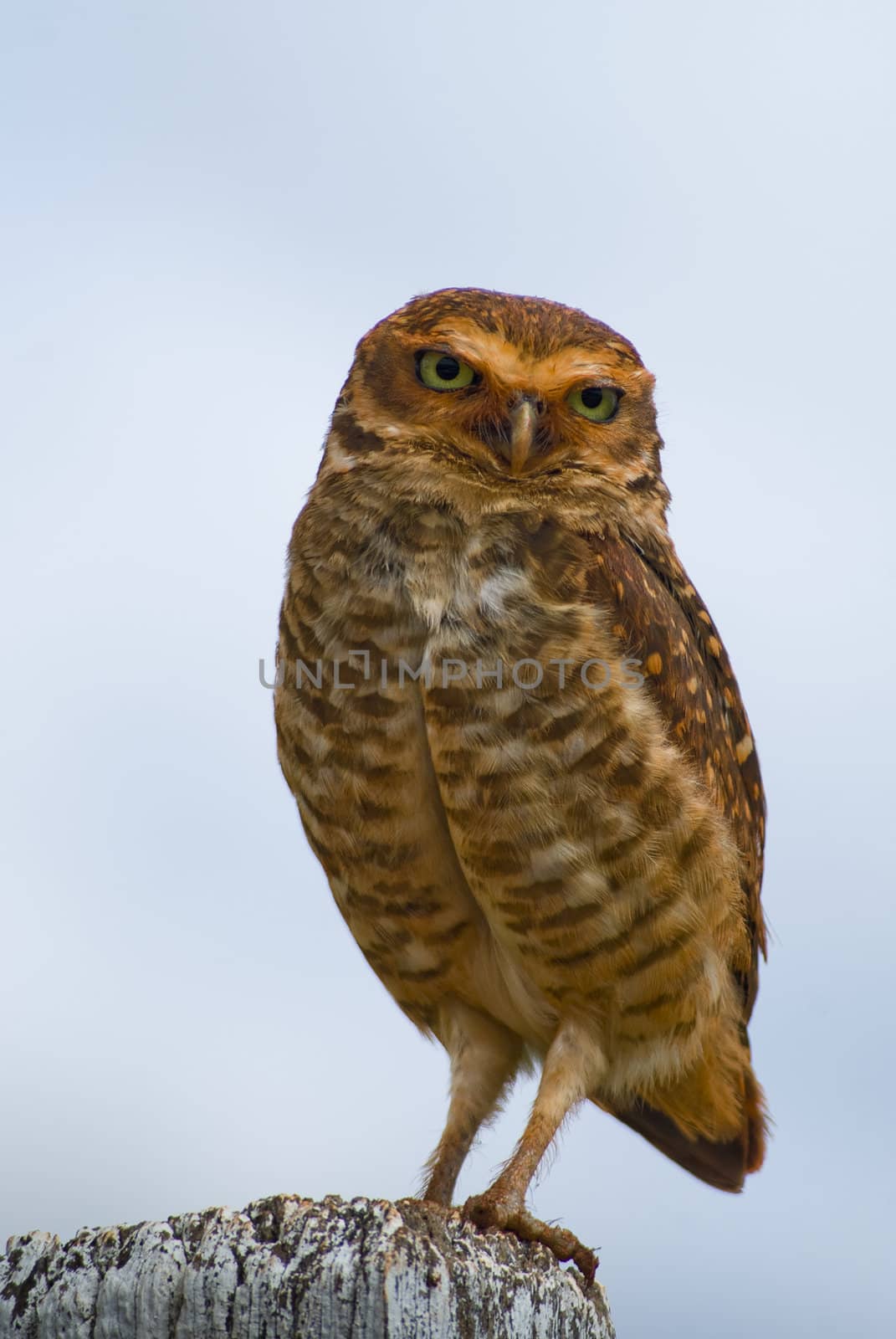 Burrowing Owl by xicoputini