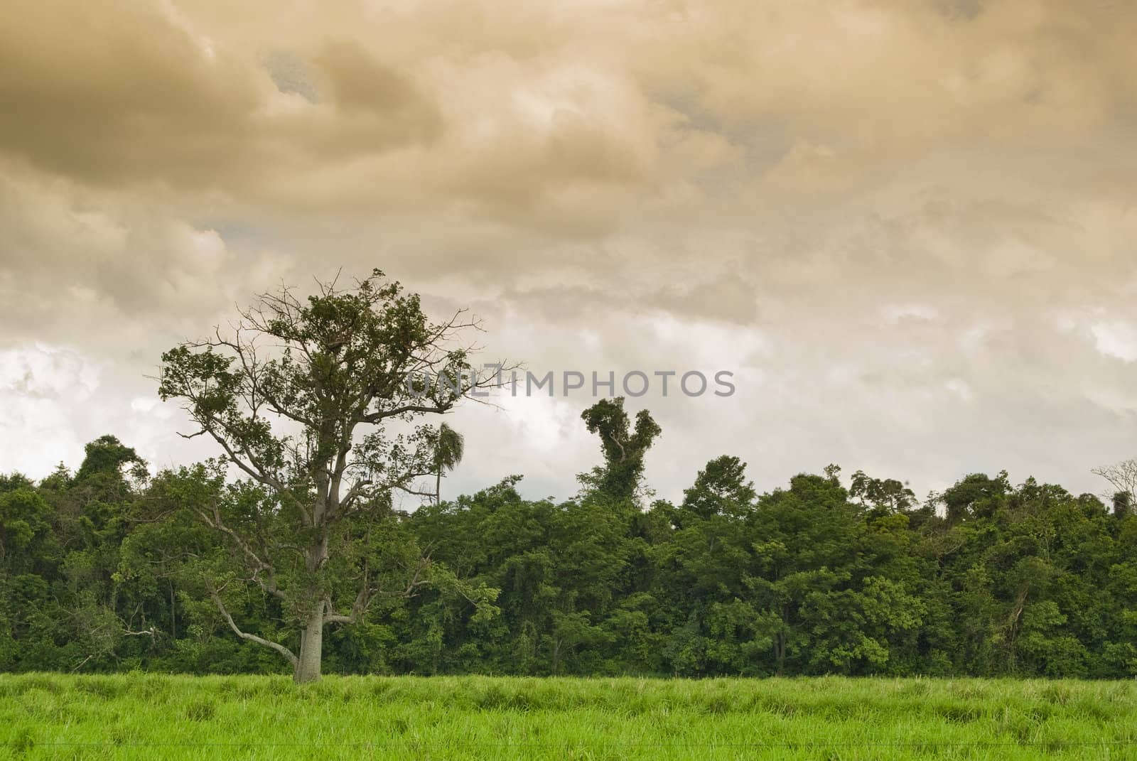 Old tree on the pasture with forest on background, farmland in southern Brazil.