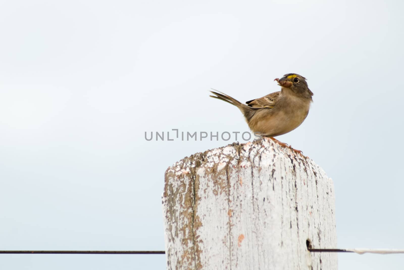 Grassland sparrow. Ammodramus humeralis - Emberizidae.