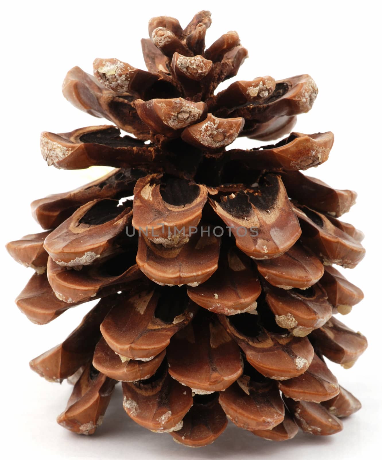 Large pine cone by fyletto