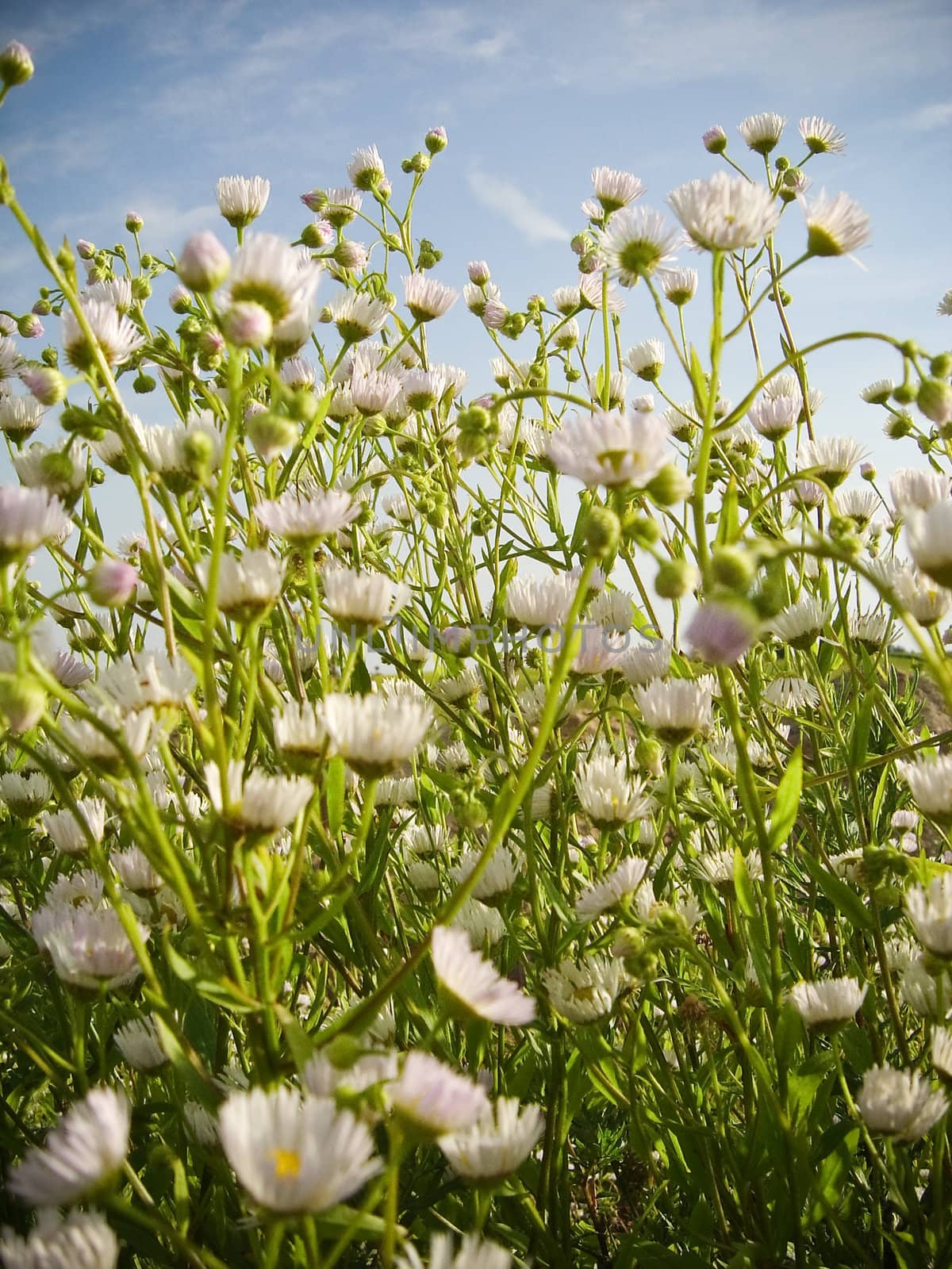 vibrant meadow flowers