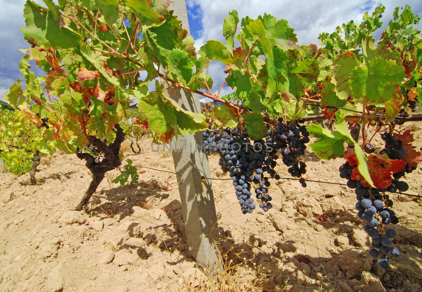 Vineyard by fyletto