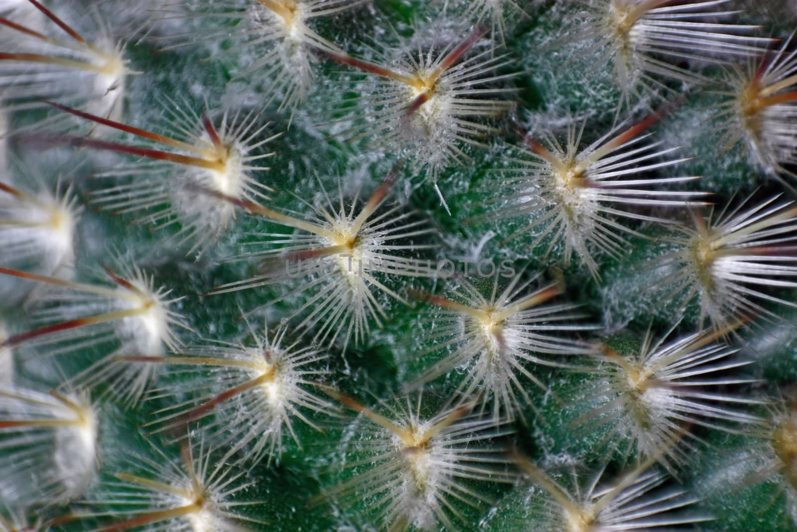 It is a lot of prickles by zhannaprokopeva