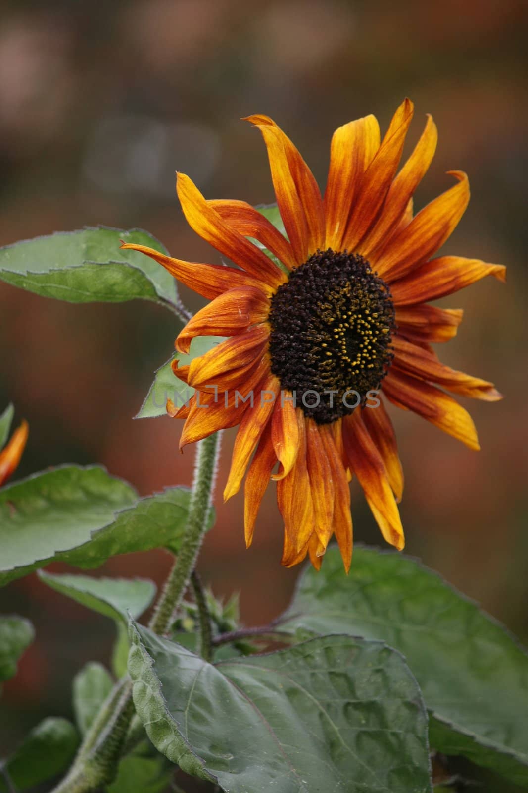 sunflower by zhannaprokopeva