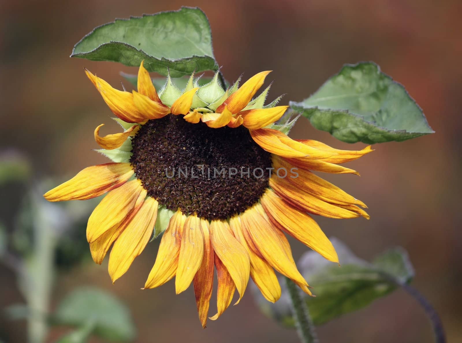There has come summer. The sunflower has blossomed. At it very beautiful and unusual flowers. We admire them.