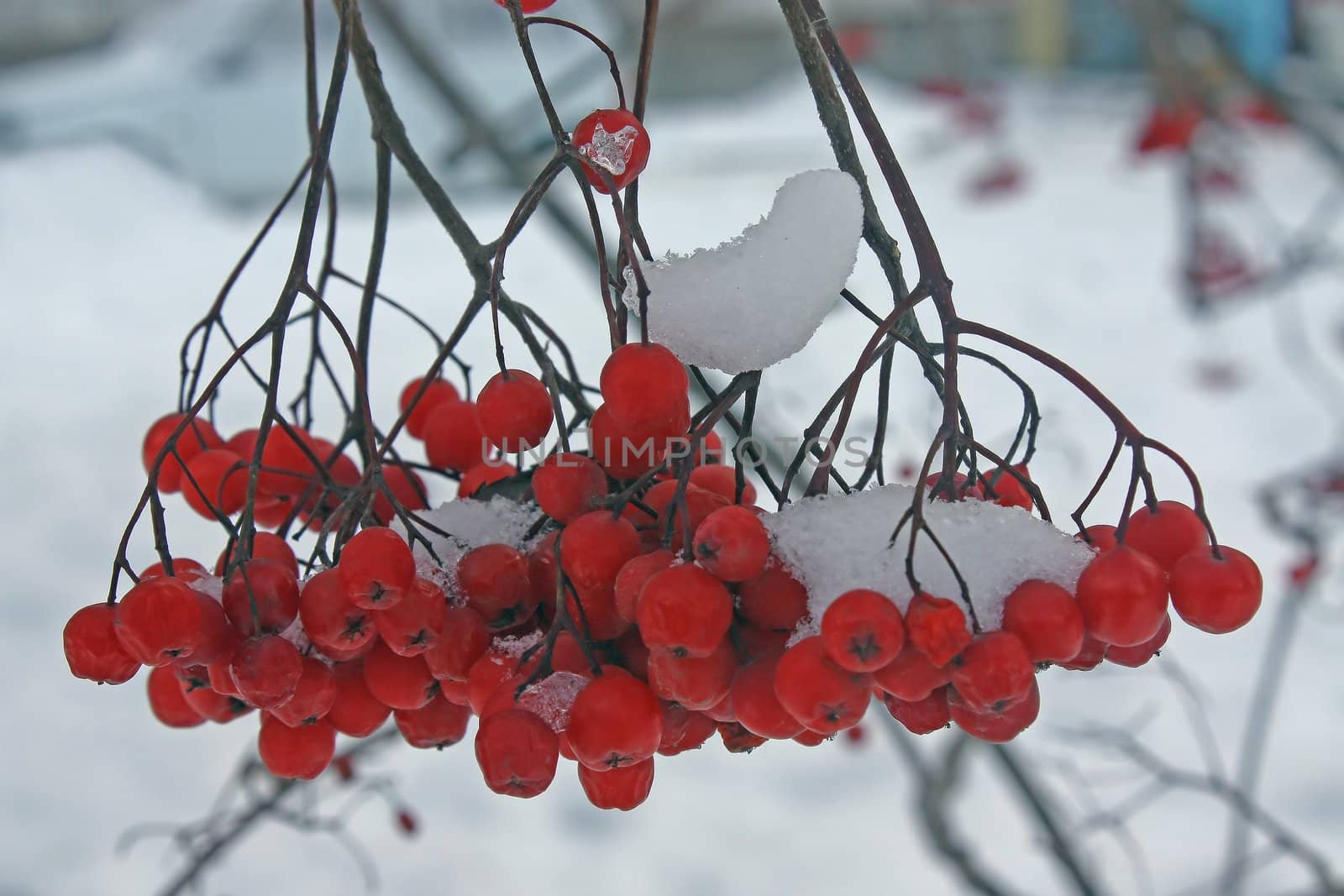 There has come winter. Snow has dropped out. On mountain ash berries snow lies. It is beautiful.
