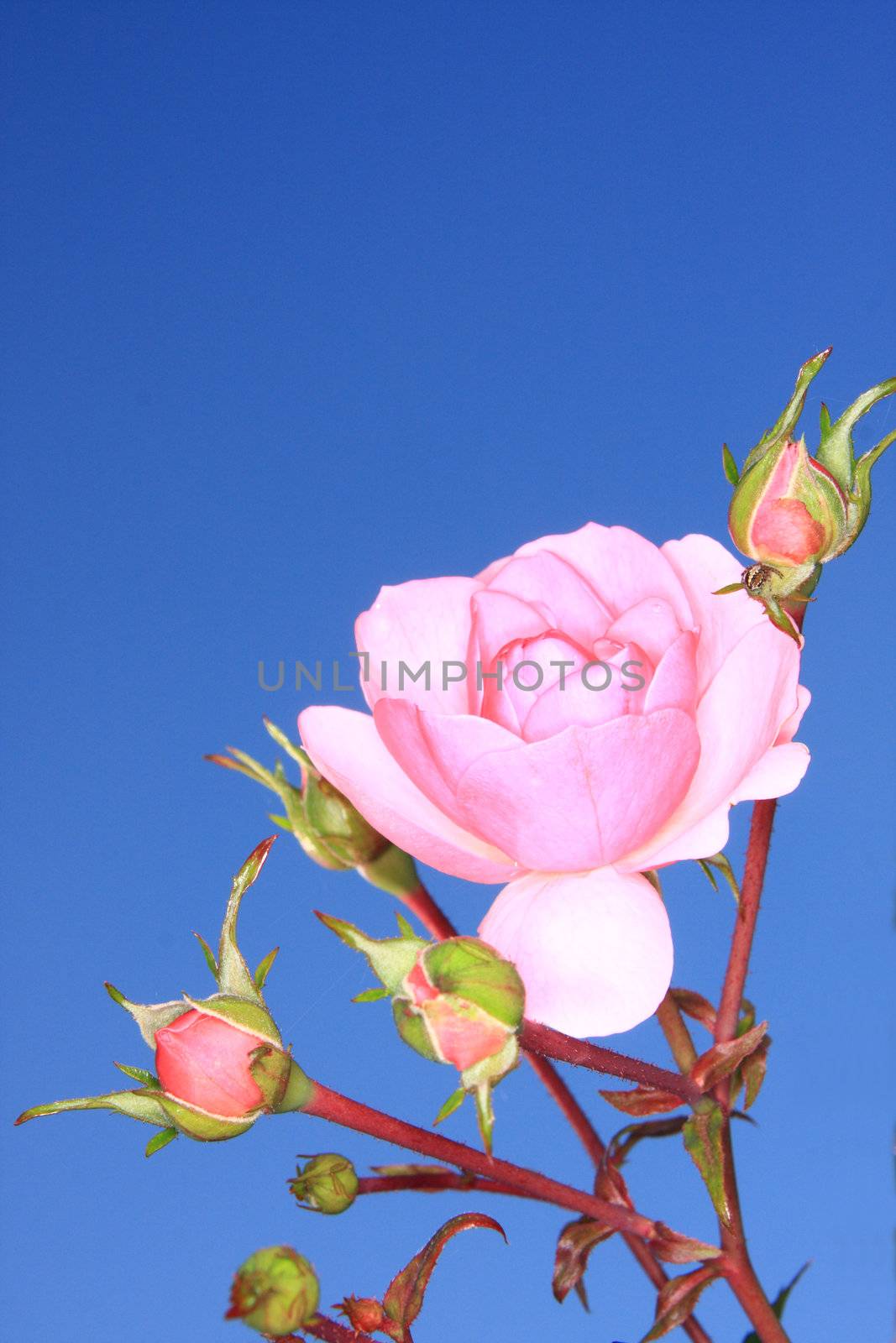 pink rose and blue sky