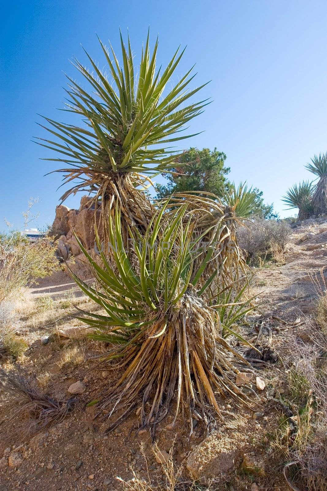 Joshua Tree National Park is located in south-eastern California.