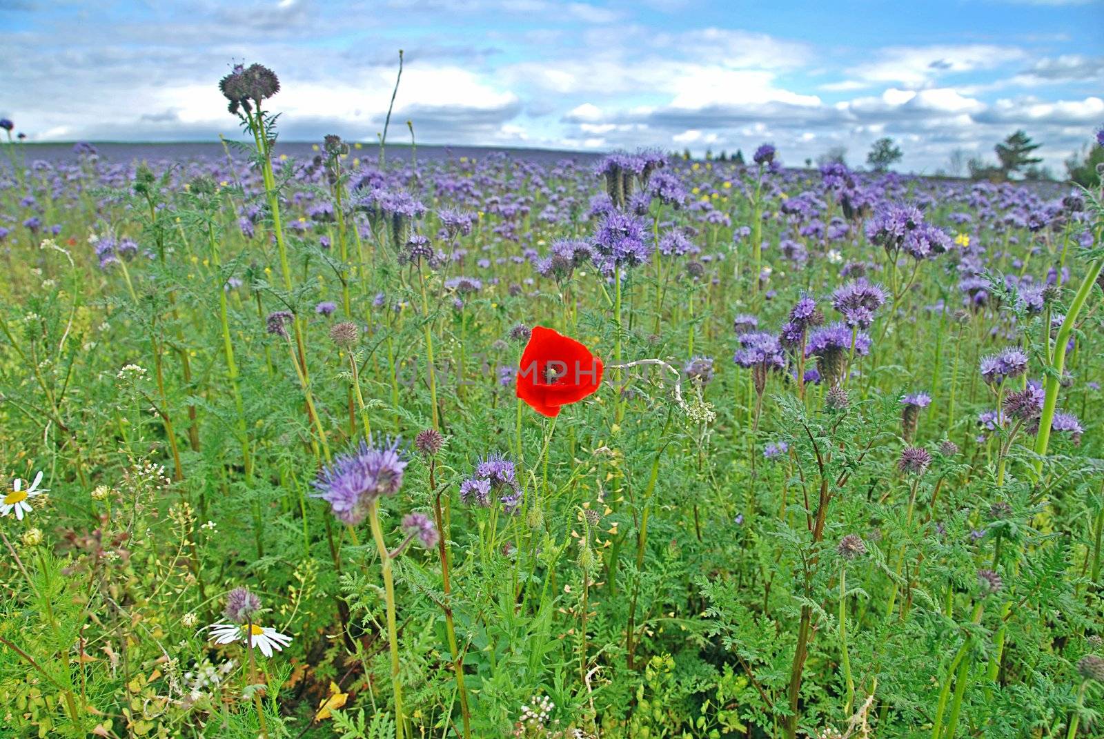 Single red poppy in the field of blue thrift