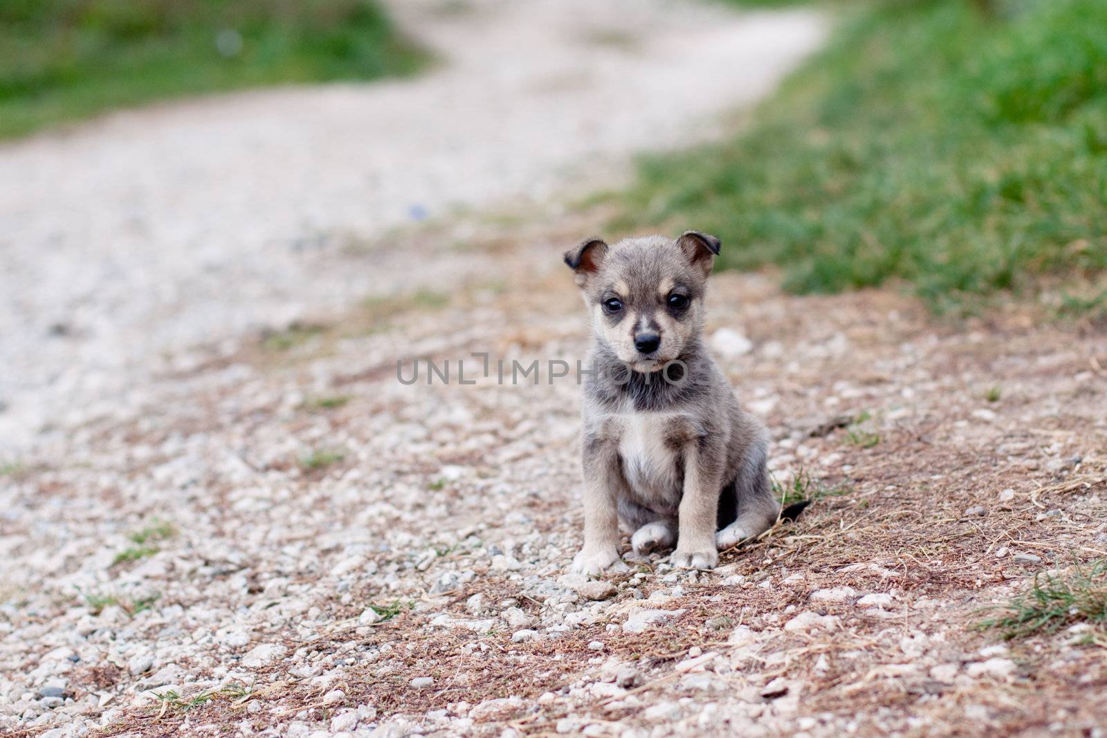 pitiful grey puppy on road 
