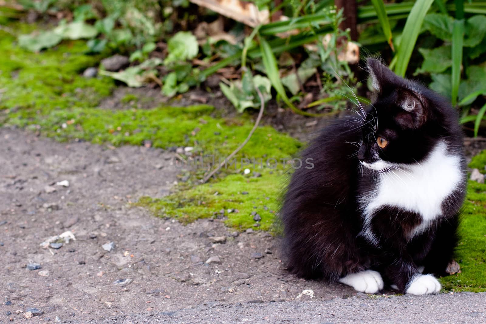 black and white kitten sitting on road
