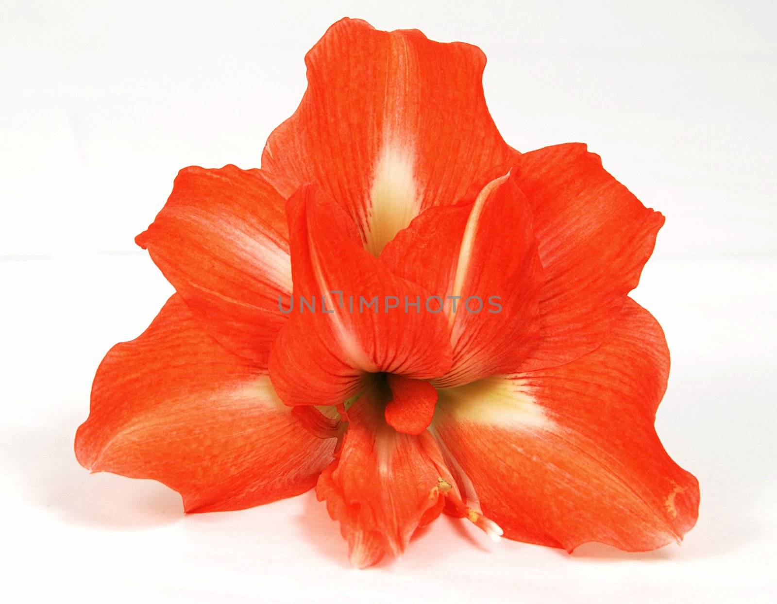 Red amaryllis bloom isolated on the white