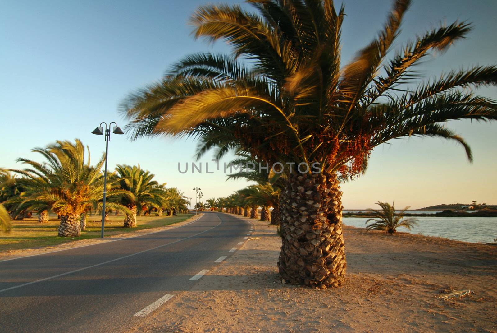 Road with palms near the sea at sunset on Sardinia