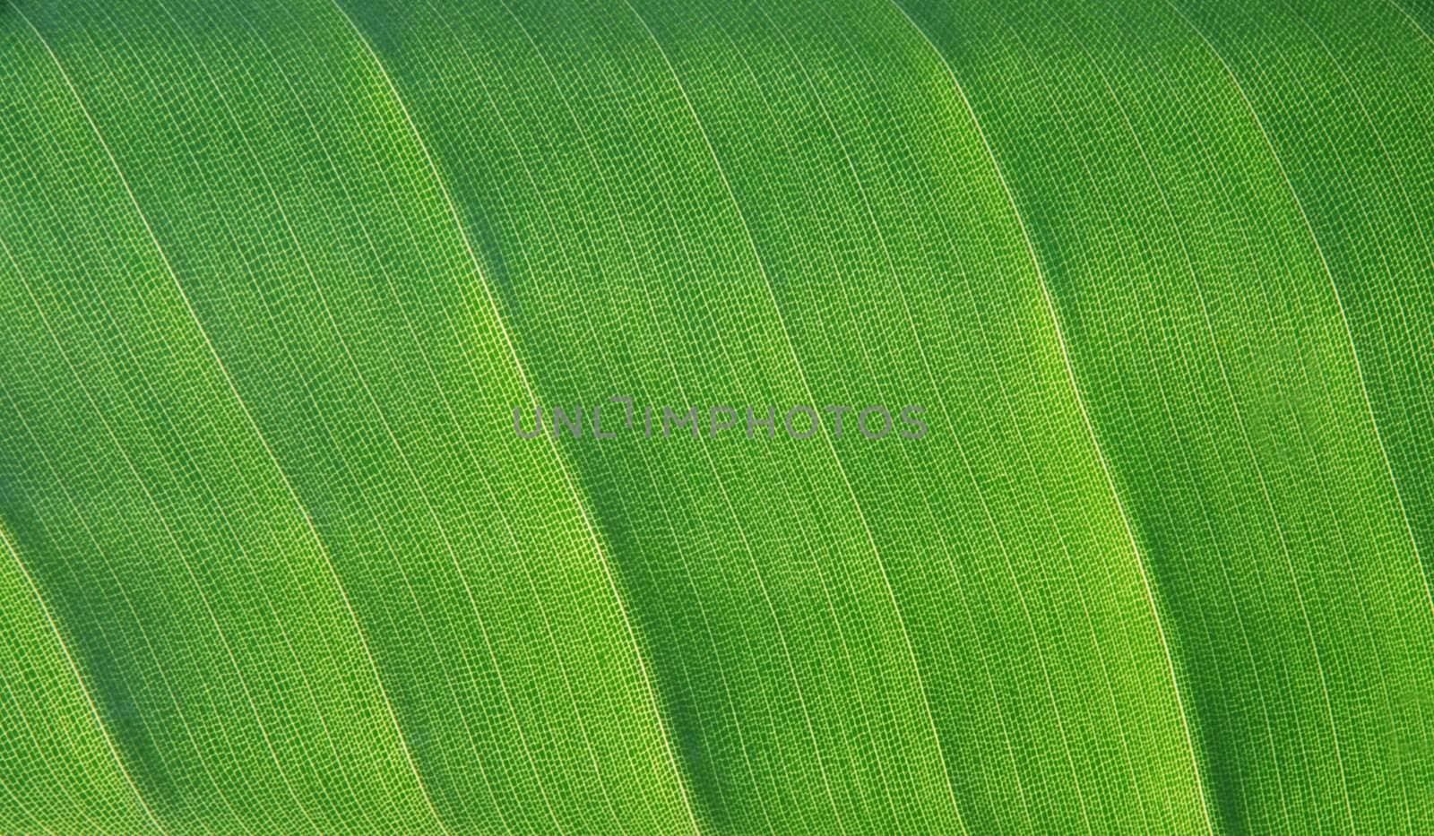 Leaf detail by fyletto