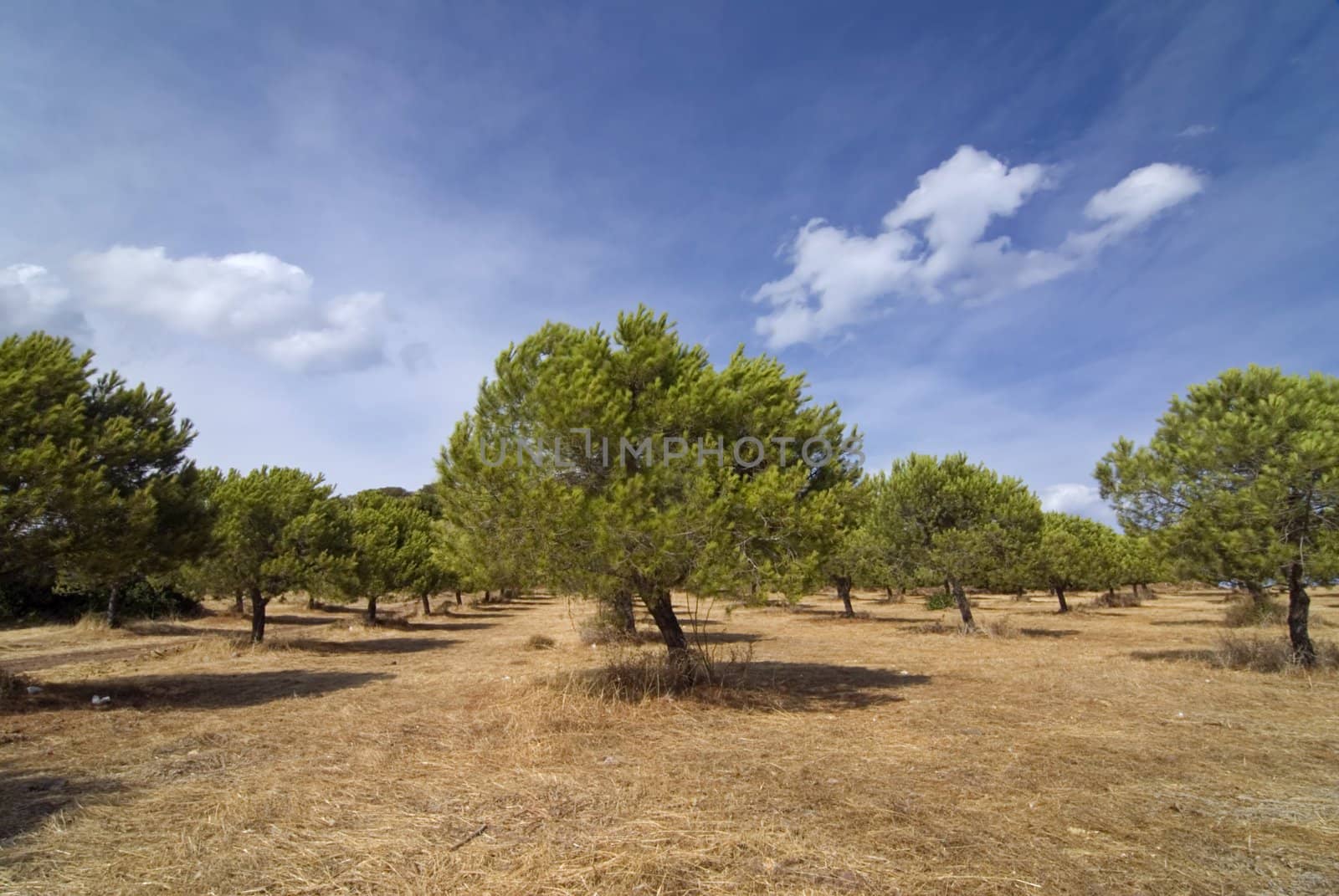 Stone pine grove in Greece with blue sky and clouds