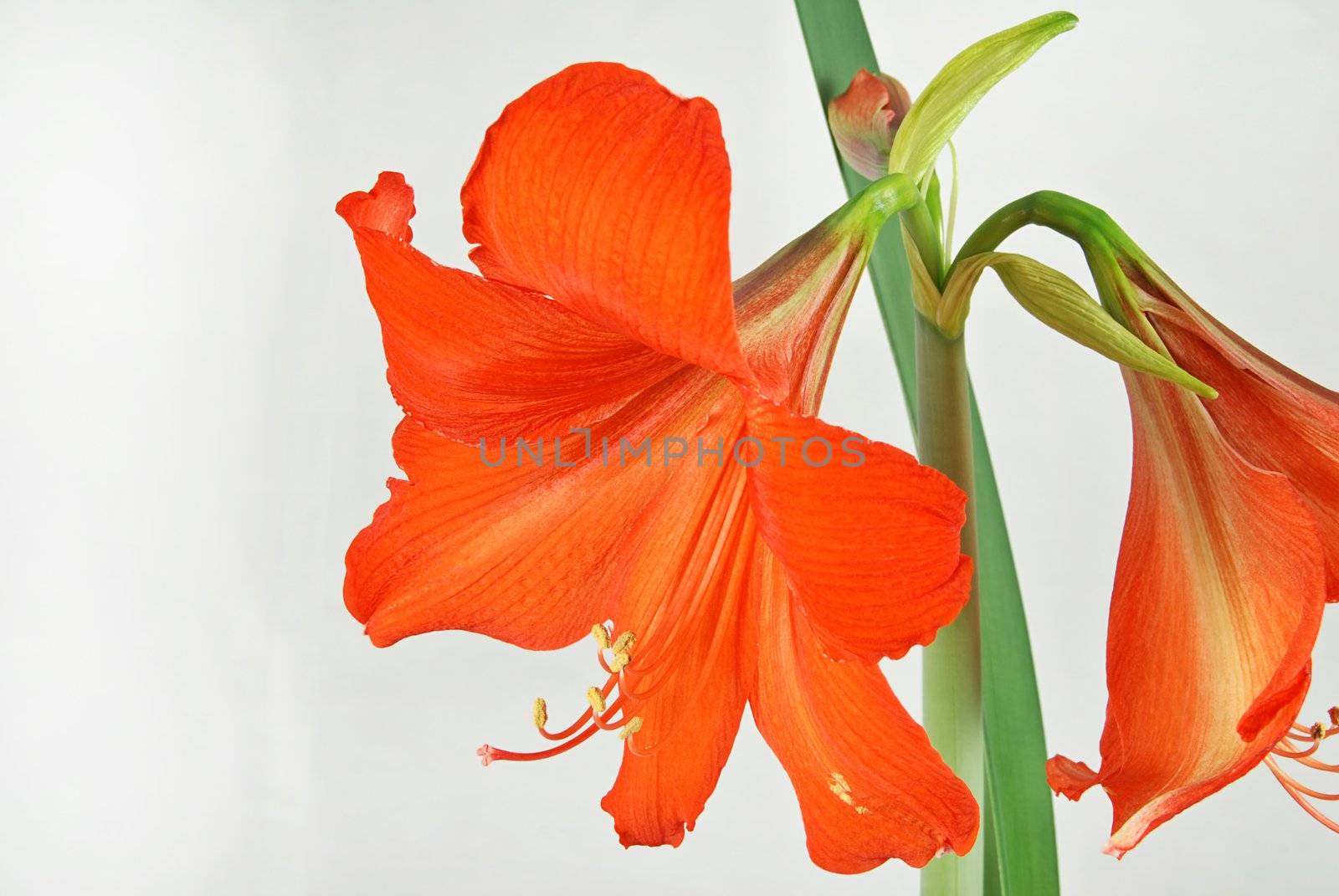 Red amaryllis with leaves isolated on white