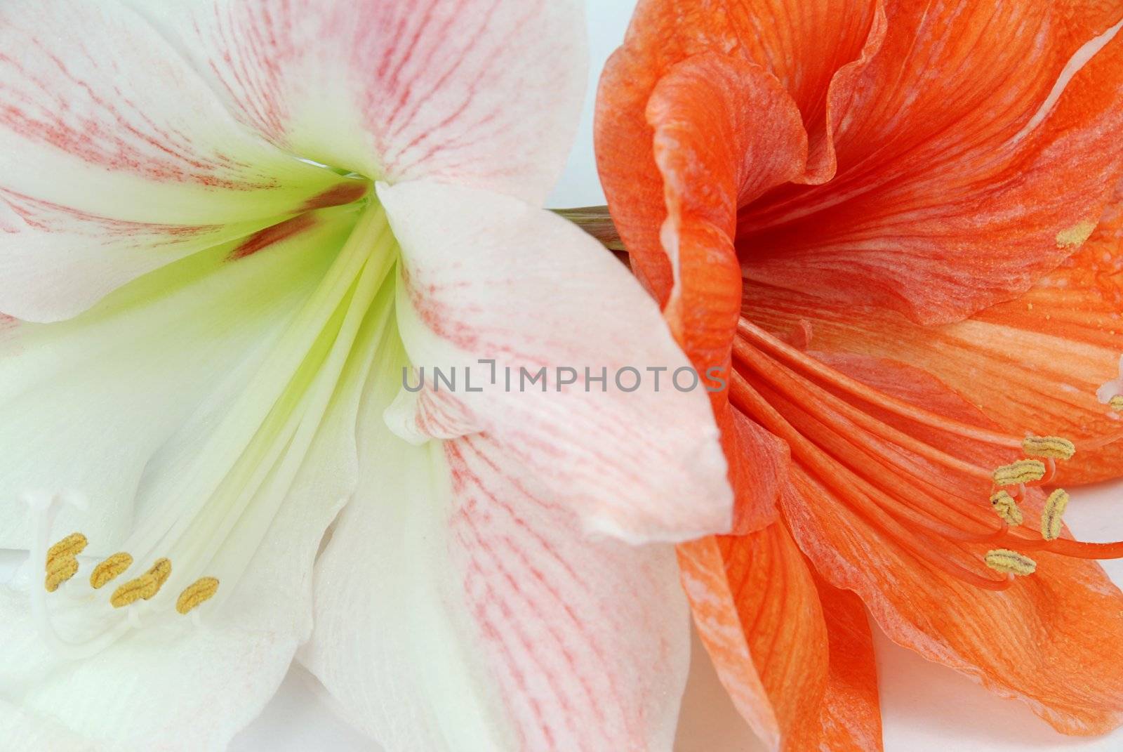 Two amaryllis by fyletto