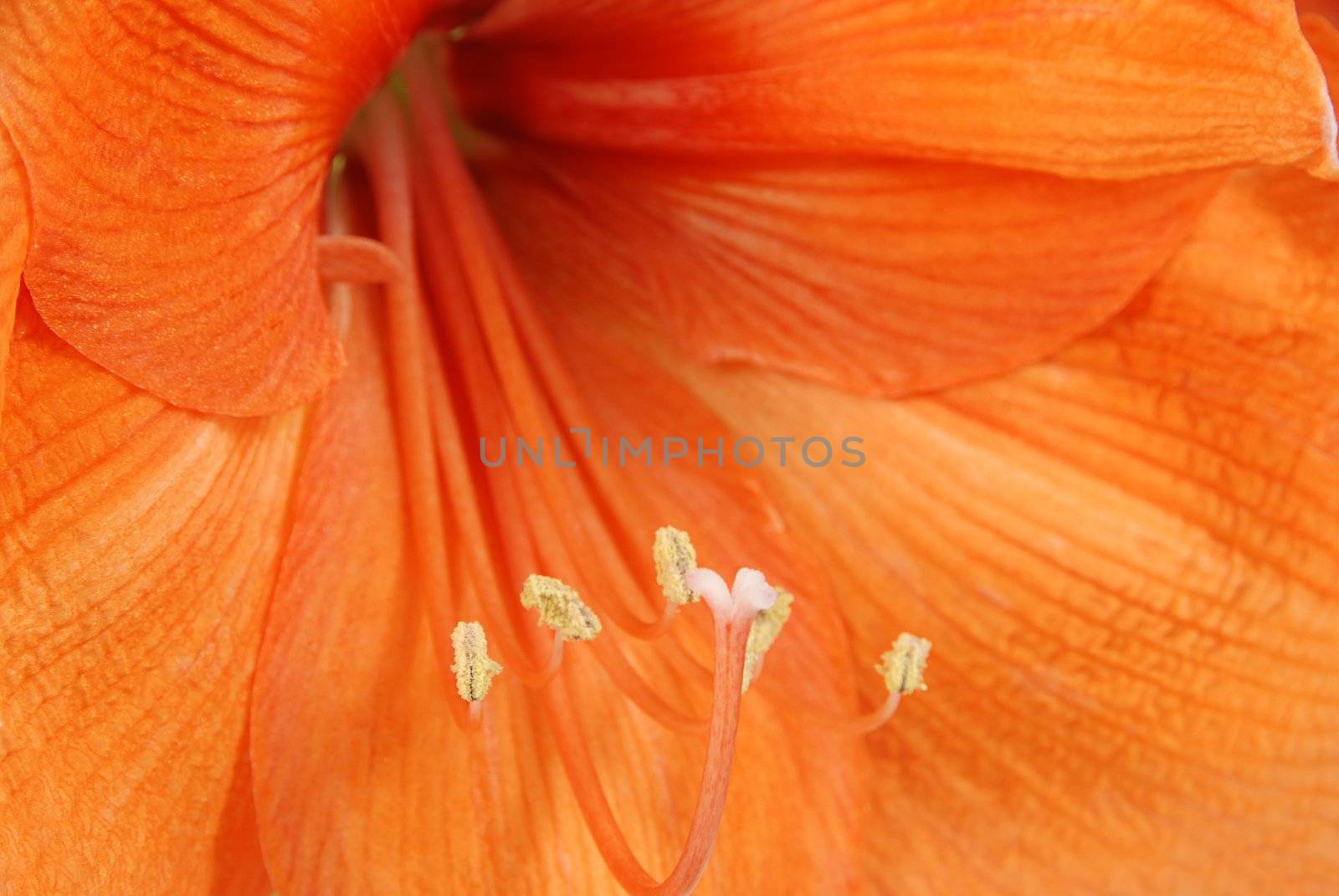 Amaryllis macro - detail of orange flower - shallow depth of field