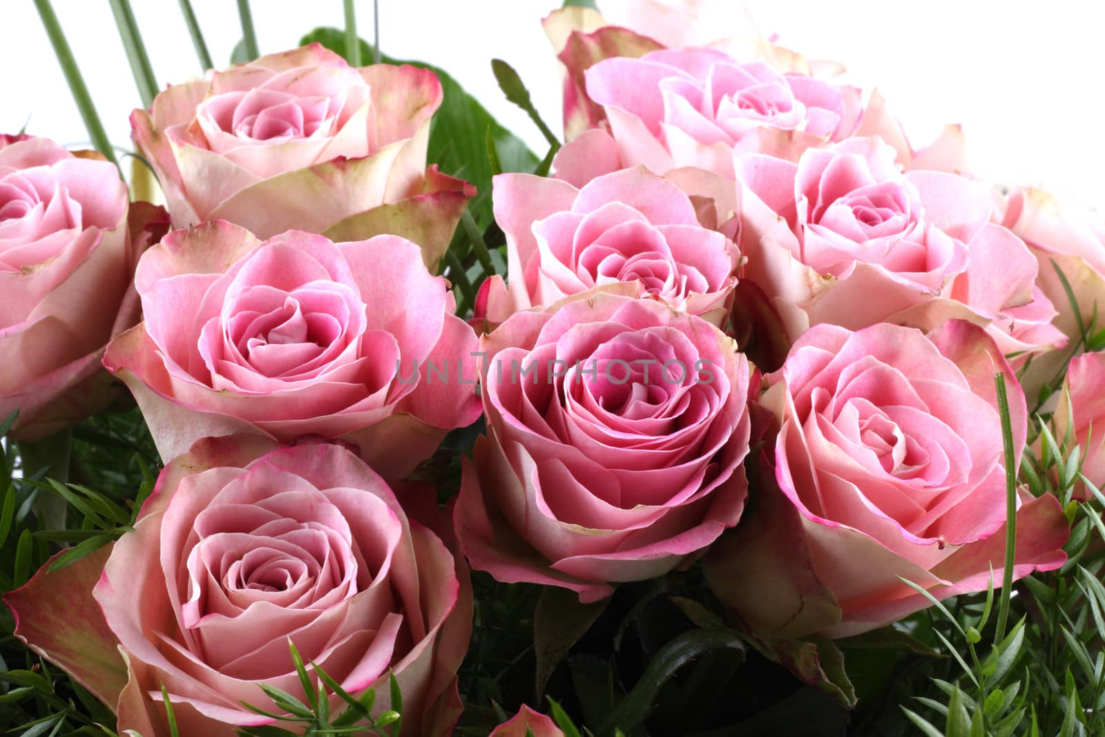 bouquet of pink roses by Hoomar