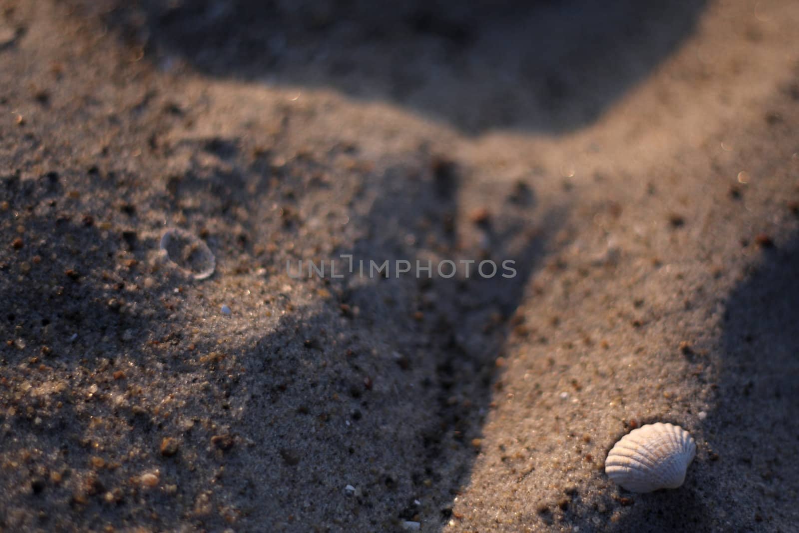 sand with the shells on the beach