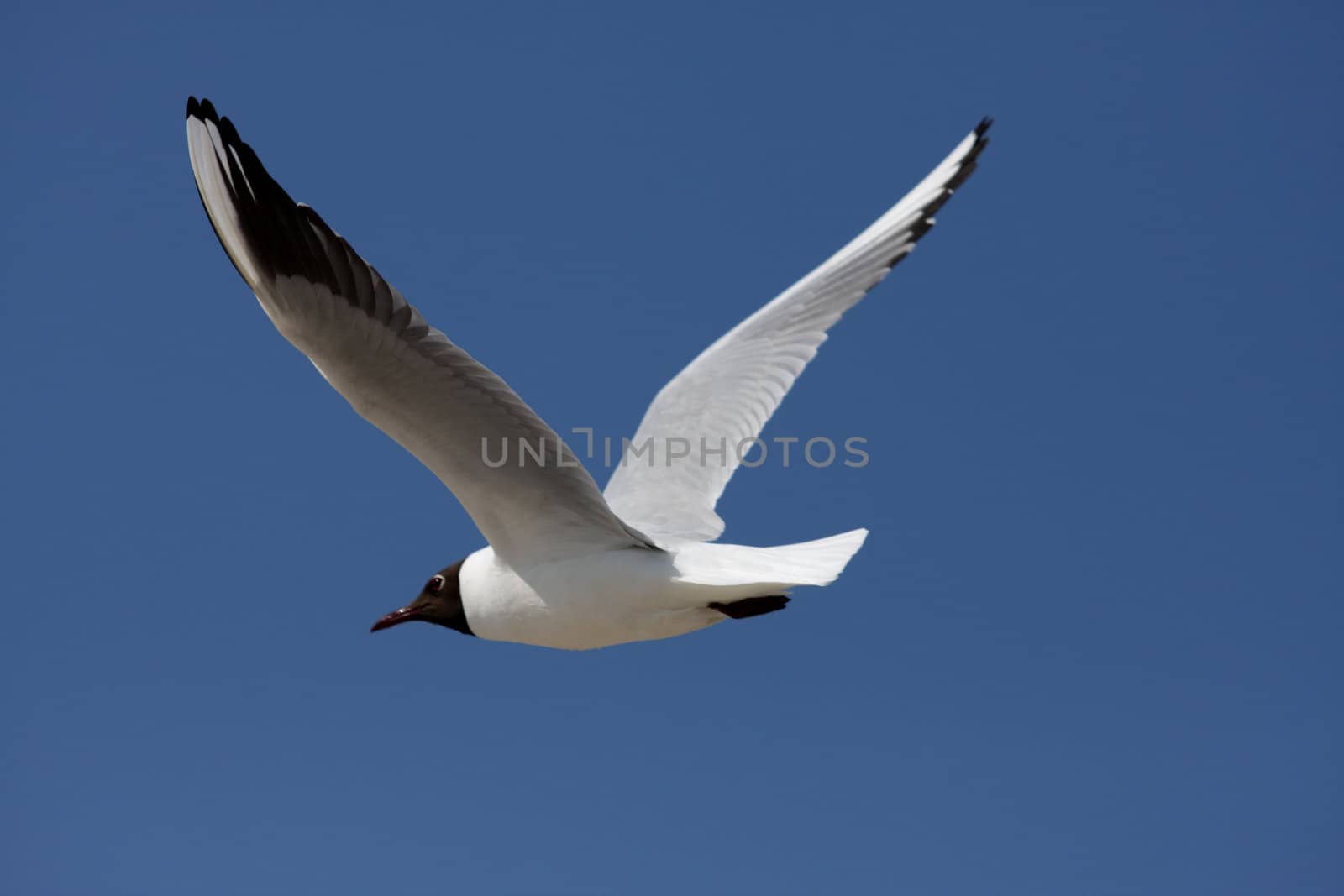 sea-gull by Hoomar