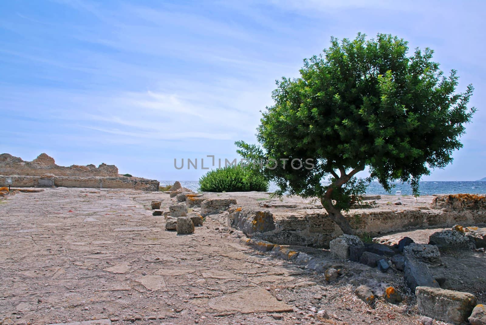 Ancient ruins of Pula in Italy with a olive tree and sea