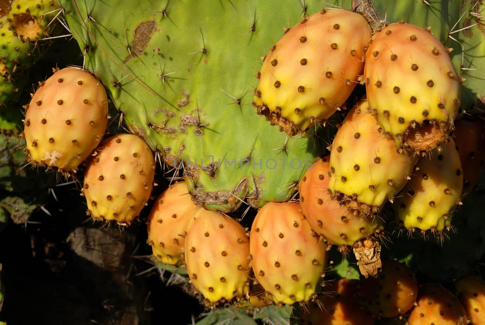 Detail of the rape opuntia cactus fruit