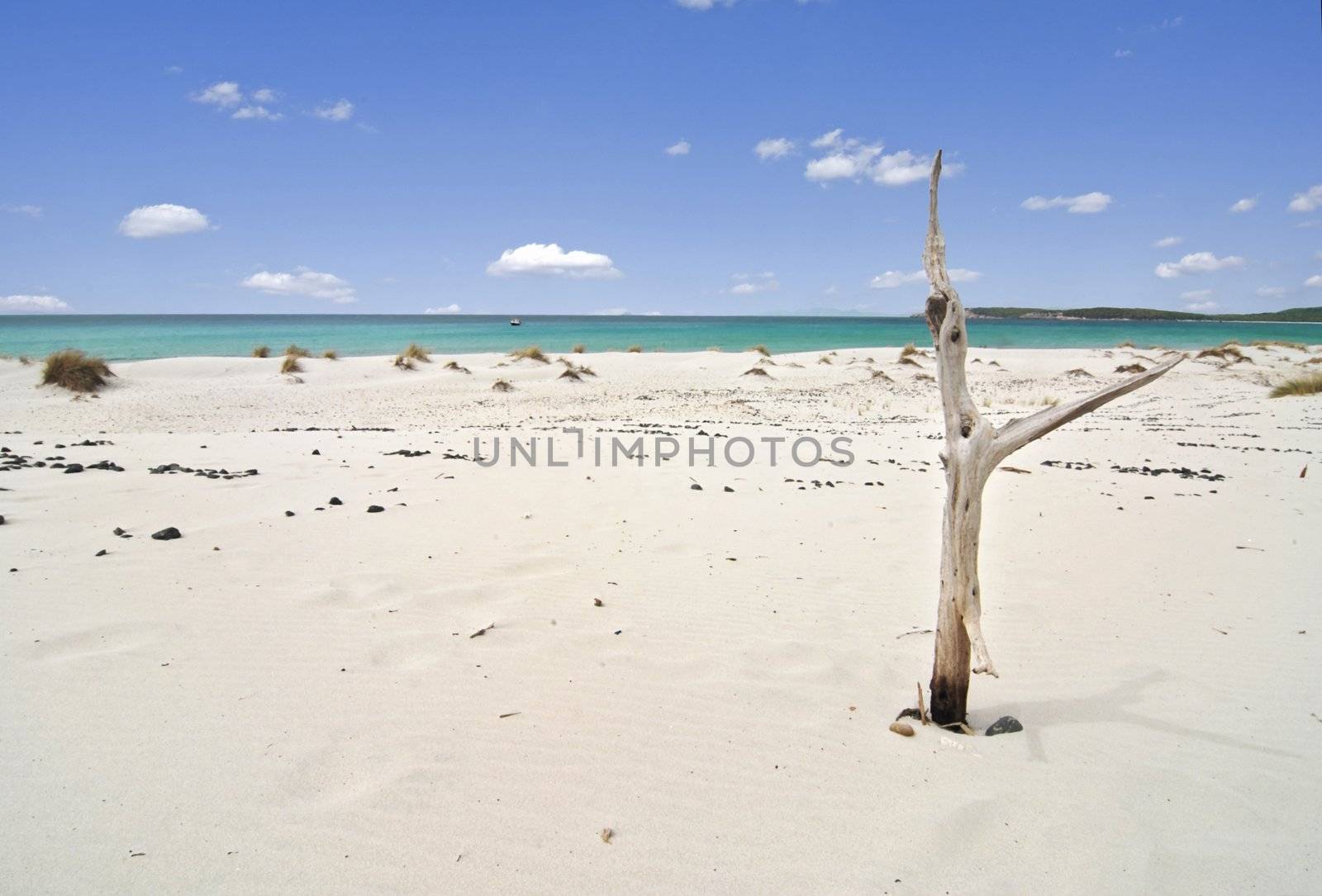 Beautiful beach with white sand and a dead tree near the azure sea 