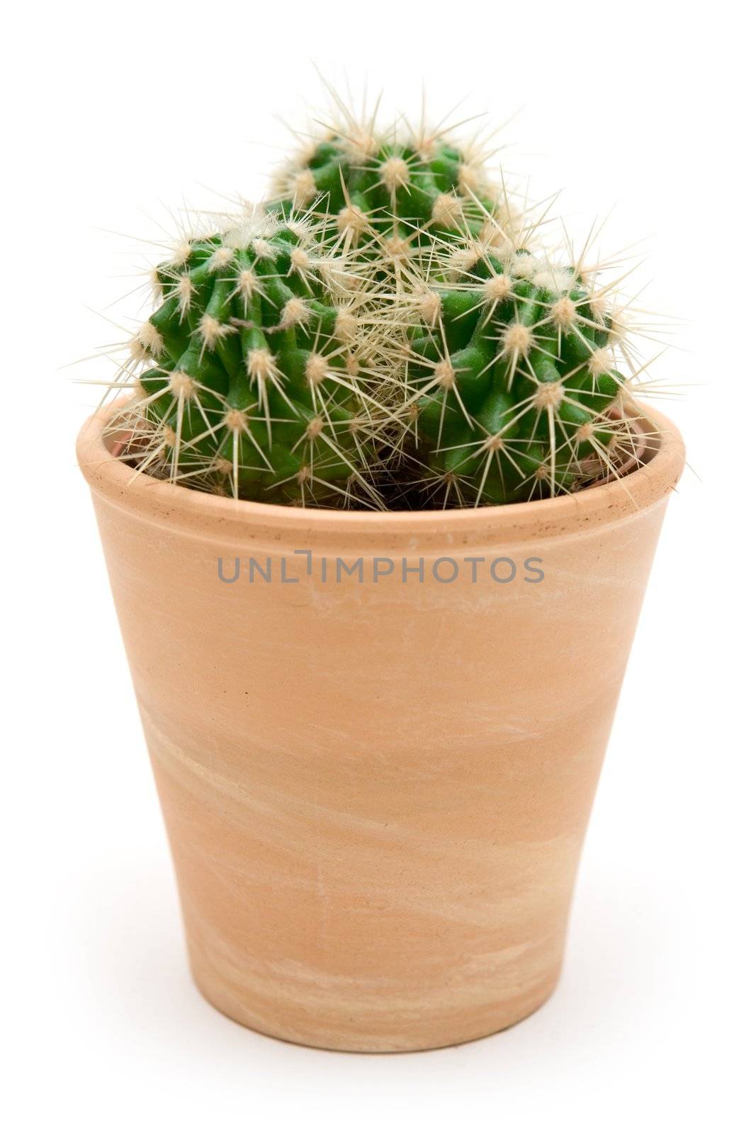 Prickly cactus in a brown flowerpot. Isolated on a white background.