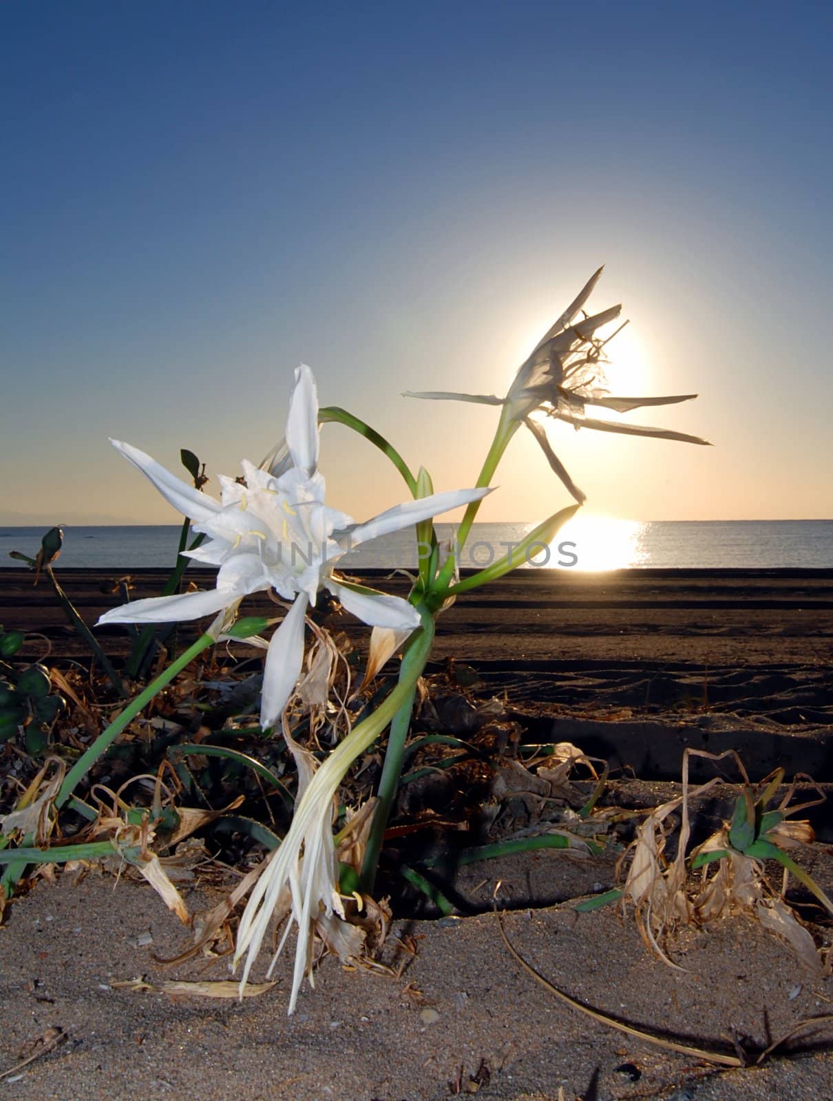 Beautiful desert lily growing on the beach with sun rays through petals