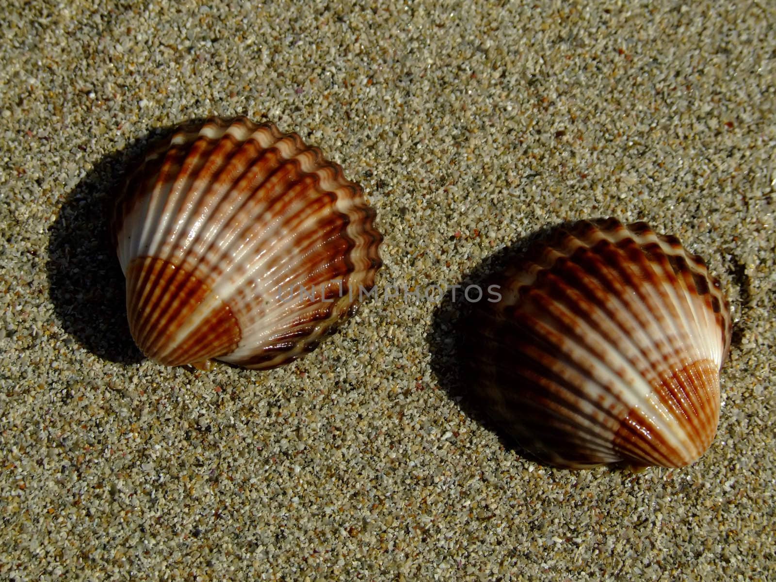 shells on the sandy beach