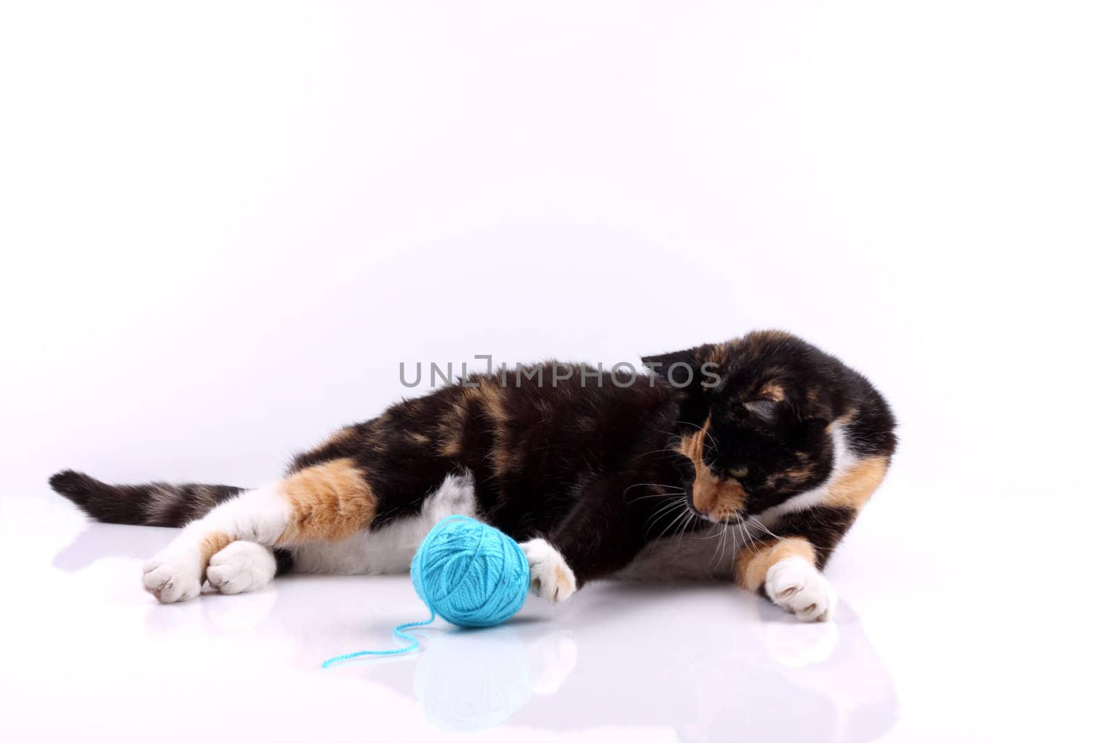 cat playing with a blue wool