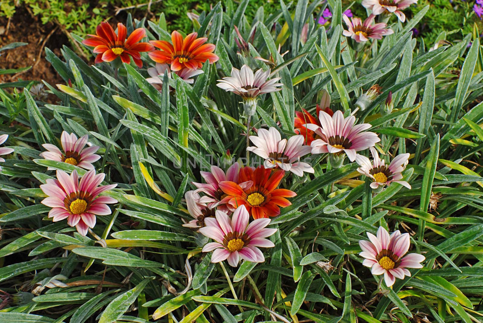 Colorful daisy flowers in the rockery garden