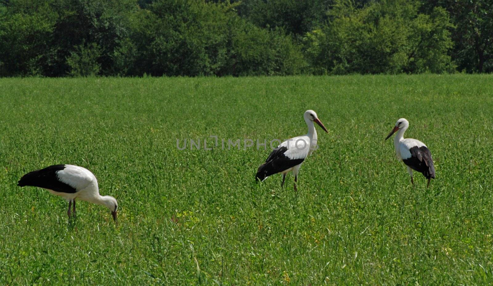 Three storks in the field by fyletto