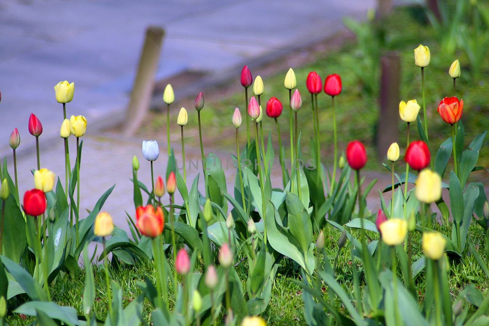 Tulip meadow